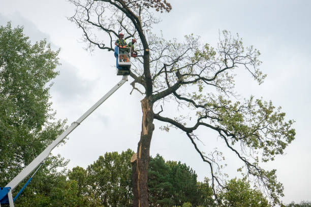 How Our Tree Care Process Works  in  Cherokee, IA